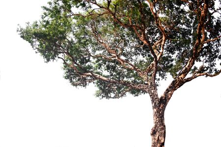 Green tree on isolated, an evergreen leaves plant di cut on white background with clipping path.