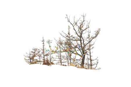 Dry trees with dry twigs on a white background with the clipping path.