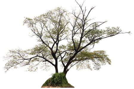 Green tree on isolated, an evergreen leaves plant di cut on white background with clipping path-