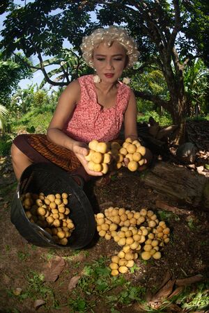 The senior Asian woman is cutting and choosing the sweet longkong from the trees in the garden.の写真素材
