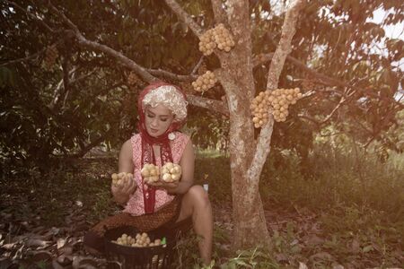 The senior Asian woman is cutting and choosing the sweet longkong from the trees in the garden.の写真素材
