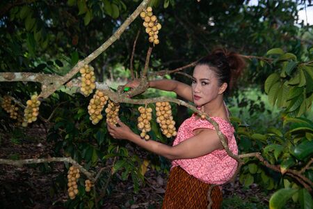 The senior Asian woman is cutting and choosing the sweet longkong from the trees in the garden.の写真素材