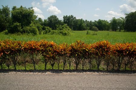 Row of multicolored garden croton plant (Codiaeum variegatum) among green tropical vegetation.