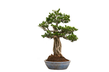 A small bonsai tree in a ceramic pot on the white backgroundの写真素材