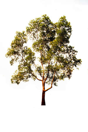 A lonely tree on a white background and with clipping path. Asian natural organizational elements in...