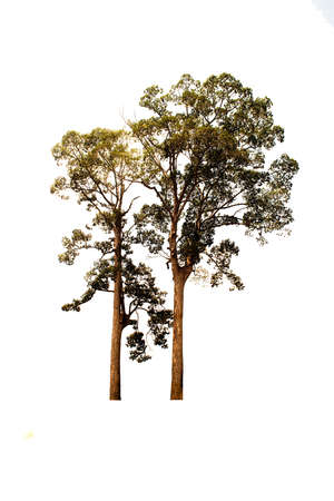 A group tree on a white background and with clipping path. Asian natural organizational elements in Thailand, isolated tropical plants.の写真素材