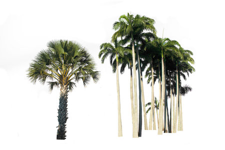Group of Palm tree isolated on white background, with clipping path.の写真素材