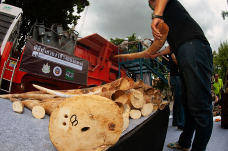BANGKOK ,THAILAND-AUGUST 26 , 2015 : Government officials An unknown man is destroying the seized ivory. From illegal ivory traders in Thailand This policy is set by the United Nation Organization.のeditorial素材