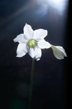 Aglaonema sp Hybrid.の写真素材
