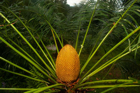 Flower of Cycas siamenses, CYCADACEAE . Palm of Yellow Color. Green Leaves.の写真素材