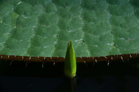 The leaf of Nymphaeaceae family of water lilie.の写真素材