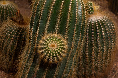 Parodia claviceps Soegazz. CACTACEAE. And it is a spicies of cactus.