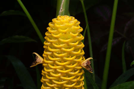 Zingiber spectabile Griff known as zingiberaceae tropical flower.