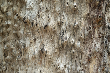 Bark of tree. The texture of bark. Seamless tree bark background. grey texture of the old tree.の写真素材