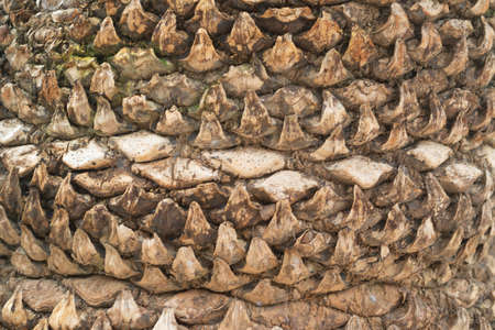 Bark of tree. The texture of bark. Seamless tree bark background. grey texture of the old tree.