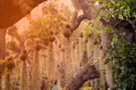 Tree with hanging roots decorations in the park.
