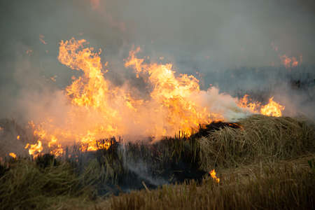 Burning fire and smoke in fields, open fields, where farmers burn for Destroys grass and dry paddy fields. causing environmental problems and Air pollution.の写真素材
