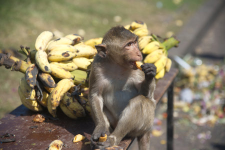 monkey eating banana on the street in bali, indonesia