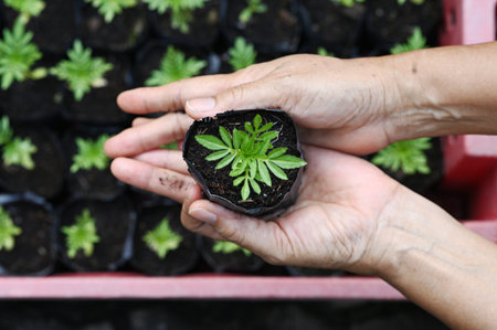Hand holding young Calendula or Marigold tree on soil background for planting in garden. Planting trees to reduce global warming, World Environment Day Concept.の写真素材