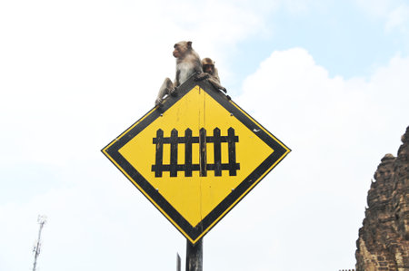 Monkey climbing on outdoor railway sign.の写真素材