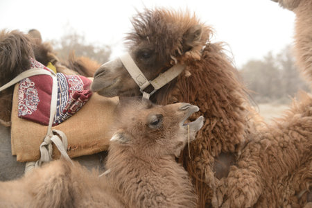 A herd of camels and their young on the sands of Nubra Valley, India.の写真素材