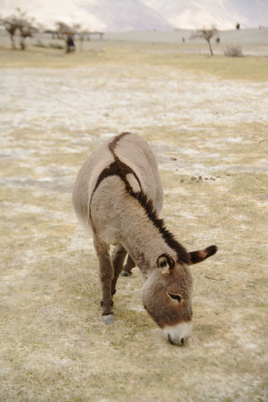 Donkeys or mules walk on a grassland in Ladakh, a Himalayan valley in Jammu and Kashmir, India....