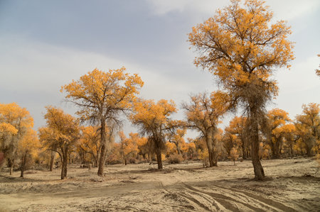 When the leaves change color, it appears as a golden yellow.の写真素材