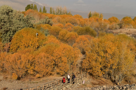 Xinjiang ,China-Oct 20 , 2025 : Unidentified tourists walking on footpath at Hu yanlin tree near the Tashkurgan Stone City was a small fortified city with multiple layers of wall.のeditorial素材