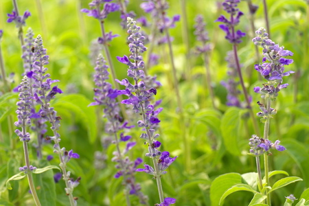 Lavender flower shallow focus blur background.の写真素材