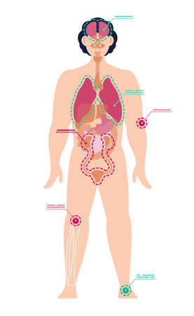 Man full-length with designation of pain points in joints and internal organs. Vector illustration of human anatomy, zone of injury in flat style. Medical laboratory research, pain in arm and legのイラスト素材