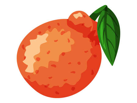 Mandarin plucked with twig and leaves. Orange juicy tangerine. Sweet and sour citrus isolated on white background, tree tropical fruit vector illustration. Vitamin organic food, delicious ripe citrusのイラスト素材