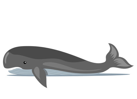 Gray whale swimming on white background. Ocean animal, big fish cartoon nautical character lives in water. Aquatic mammal infraorder cetaceans. Wild nature of worlf ocean. Underwater animal lifeのイラスト素材