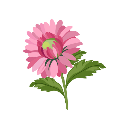 Aster Hand Drawn Realistic Flat Vector Illustration In Artistic Painting Style On White Backgroundのイラスト素材