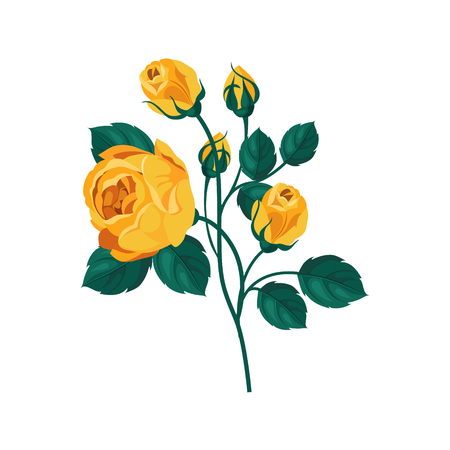 Yellow Rose Hand Drawn Realistic Flat Vector Illustration In Artistic Painting Style On White Backgroundのイラスト素材