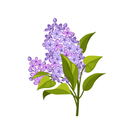 Lilac Hand Drawn Realistic Flat Vector Illustration In Artistic Painting Style On White Backgroundのイラスト素材