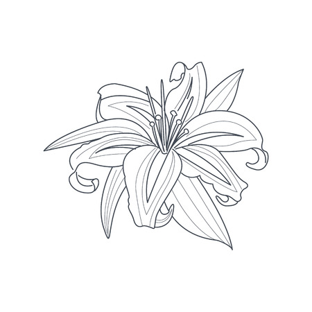 Lily Flower Monochrome Drawing For Coloring Book Hand Drawn Vector Simple Style Illustrationのイラスト素材