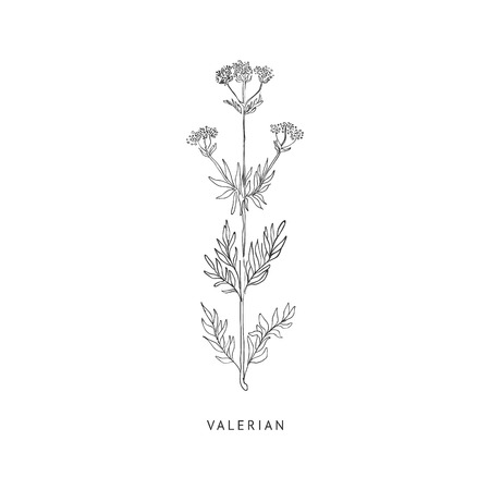 Valerian Medical Herb Hand Drawn Realistic Detailed Sketch In Beautiful Classic Herbarium Style On White Backgroundのイラスト素材