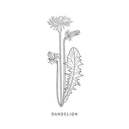 Dandelion Medical Herb Hand Drawn Realistic Detailed Sketch In Beautiful Classic Herbarium Style On White Backgroundのイラスト素材