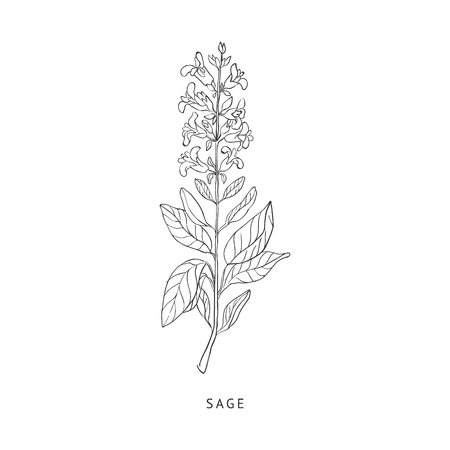 Sage Medical Herb Hand Drawn Realistic Detailed Sketch In Beautiful Classic Herbarium Style On White Backgroundのイラスト素材