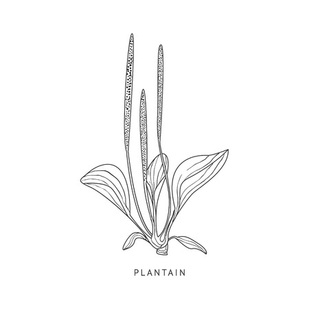 Plantain Medical Herb Hand Drawn Realistic Detailed Sketch In Beautiful Classic Herbarium Style On White Backgroundのイラスト素材