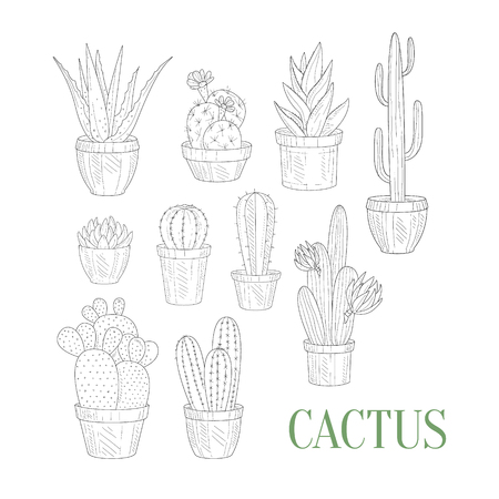 Different Cacti In Pots Hand Drawn Realistic Detailed Sketch In Classy Simple Pencil Style On White Backgroundのイラスト素材