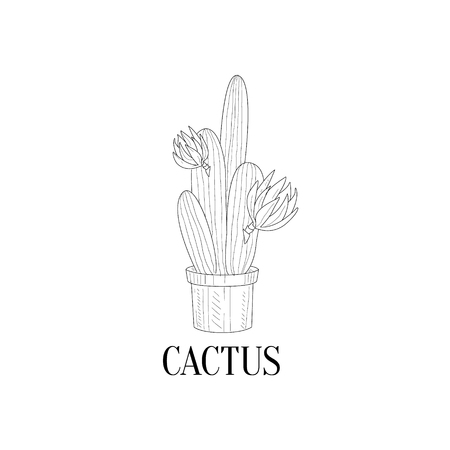 Blooming Tall Cactus In Pot Hand Drawn Realistic Detailed Sketch In Classy Simple Pencil Style On White Backgroundのイラスト素材