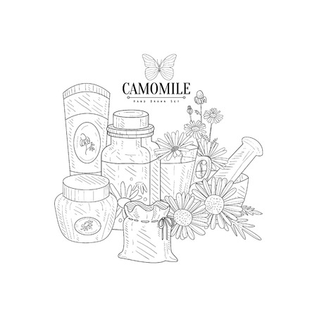 Camomile Natural Product Hand Drawn Realistic Detailed Sketch In Classy Simple Pencil Style On White Backgroundのイラスト素材