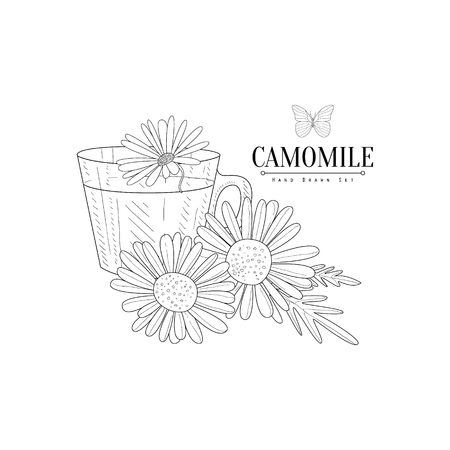 Camomile Herbal Tea Hand Drawn Realistic Detailed Sketch In Classy Simple Pencil Style On White Backgroundのイラスト素材