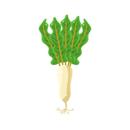 Fresh Daikon Primitive Realistic Illustration. Flat Bright Color Vector Icon Isolated On White Background.のイラスト素材