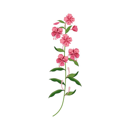 Willowed Wild Flower Hand Drawn Detailed Illustration. Plant Realistic Artistic Drawing Isolated On White Background.のイラスト素材