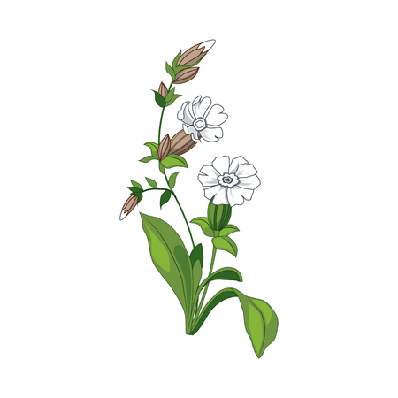 White Marigold Wild Flower Hand Drawn Detailed Illustration. Plant Realistic Artistic Drawing Isolated On White Background.のイラスト素材