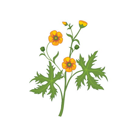 Buttercup Wild Flower Hand Drawn Detailed Illustration. Plant Realistic Artistic Drawing Isolated On White Background.のイラスト素材