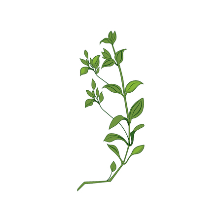 Green Wild Plant Hand Drawn Detailed Illustration. Plant Realistic Artistic Drawing Isolated On White Background.のイラスト素材