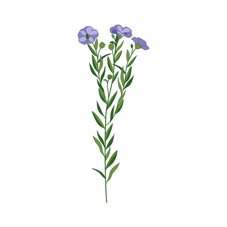 Flax Wild Flower Hand Drawn Detailed Illustration. Plant Realistic Artistic Drawing Isolated On White Background.のイラスト素材